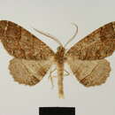 Image of Melanolophia lalanneae Herbulot 1985