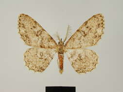 Image of Zeuctoboarmia corolla Herbulot 1981