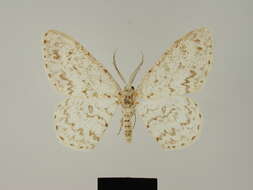 Image of Zeuctoboarmia albella Herbulot 1981