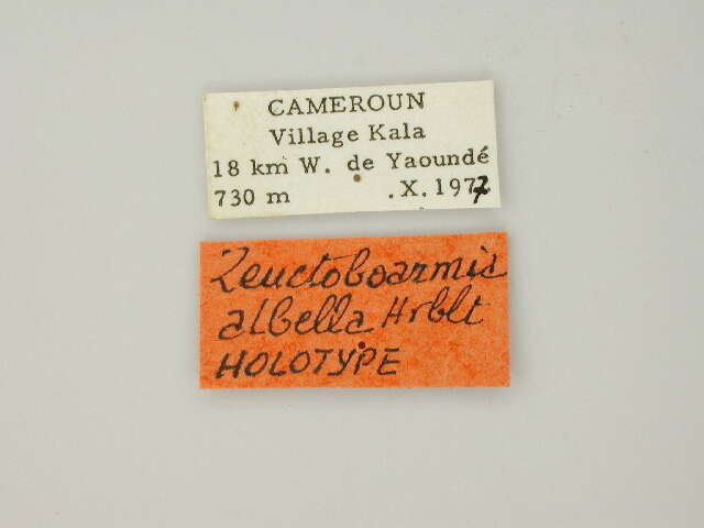 Image of Zeuctoboarmia albella Herbulot 1981