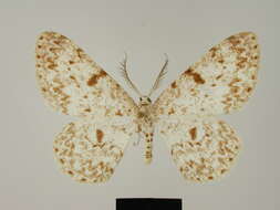 Image of Zeuctoboarmia severa Herbulot 1973