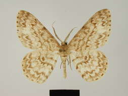 Image of Zeuctoboarmia lemairei Herbulot 1981