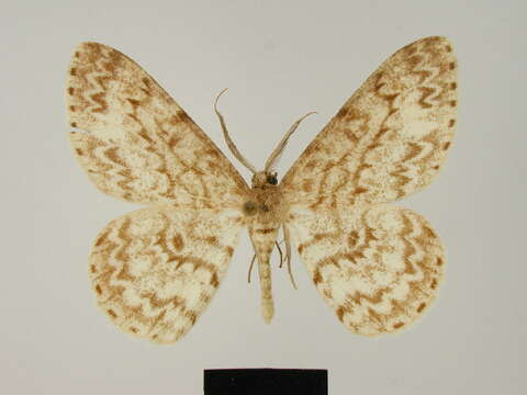 Image of Zeuctoboarmia lemairei Herbulot 1981