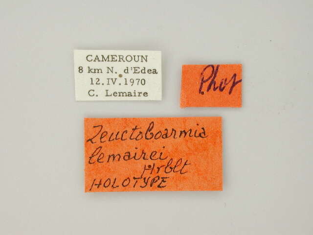 Image of Zeuctoboarmia lemairei Herbulot 1981