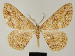 Image of Zeuctoboarmia amieti Herbulot 1973