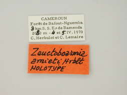 Image of Zeuctoboarmia amieti Herbulot 1973