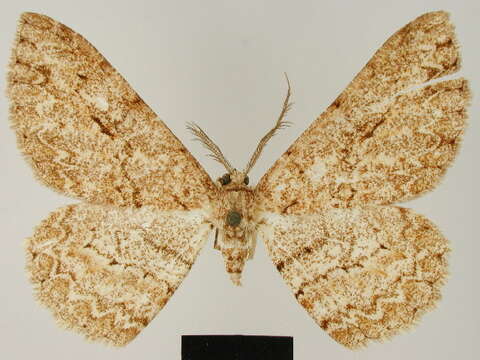 Image of Zeuctoboarmia ruandana Herbulot 1981