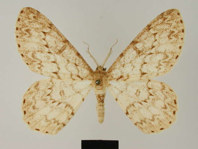 Image of Zeuctoboarmia phantasma Herbulot 1981