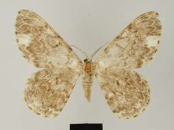 Image of Zeuctoboarmia dargei Herbulot 1981