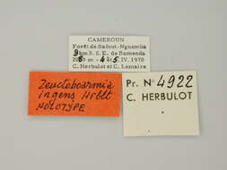 Image of Zeuctoboarmia ingens Herbulot 1973