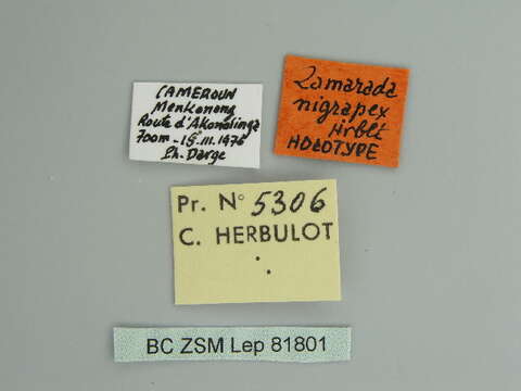 Image de Zamarada nigrapex Herbulot 1981