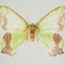 Image de <i>Agathia deliciosa</i>