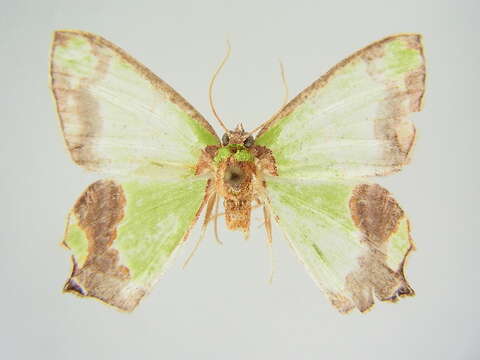 Image de <i>Agathia deliciosa</i>