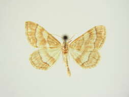 Image of <i>Idaea rainerii</i>