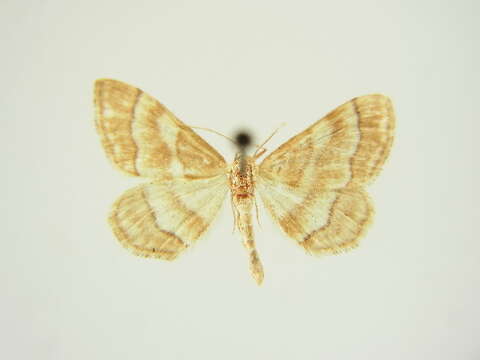 Image of <i>Idaea rainerii</i>