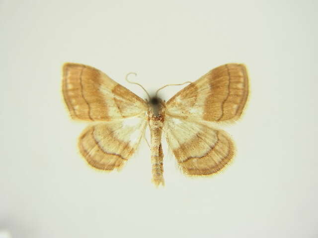 صورة Idaea circuitaria