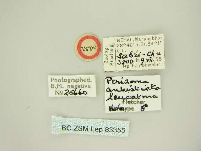 Image of Perizoma antisticta leucatma Fletcher 1961