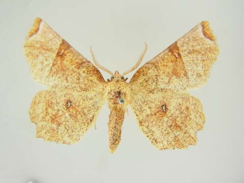 Selenia lunularia nubilunaria Dannehl 1927的圖片