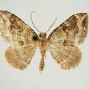 Image of Xanthorhoe transcissa moderata Fletcher 1958