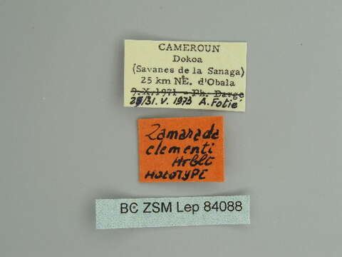 Image of Zamarada clementi Herbulot 1975