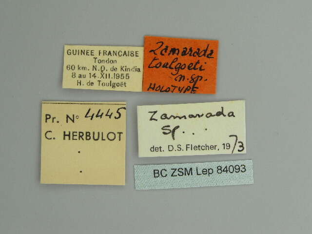 Image of Zamarada toulgoeti Herbulot 1979