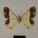 Image of Zamarada crenulata Fletcher 1974