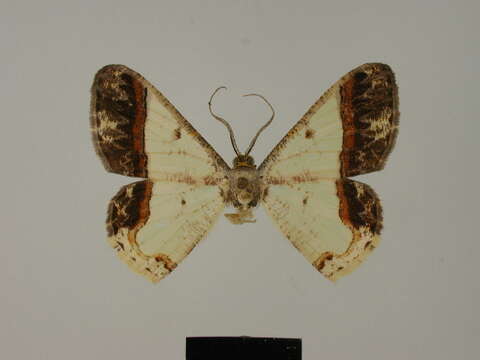 Image of Zamarada crenulata Fletcher 1974