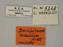 Sivun Dorsifulcrum reductum Herbulot 1979 kuva