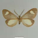 Image of Pitthea ischnolepida