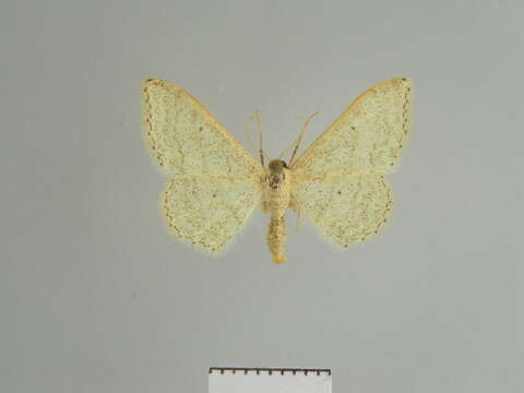 Image of <i>Idaea gelbrechti</i>