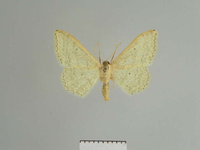 Image of <i>Idaea gelbrechti</i>