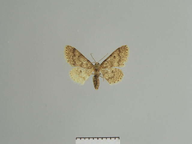 Image of <i>Idaea nigra</i>