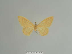 Image of Idaea neglecta