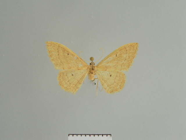 Image of Idaea neglecta