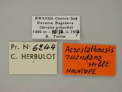 Image de Acrostatheusis ruandana Herbulot 1991