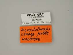 Image de Acrostatheusis sanaga Herbulot 1991