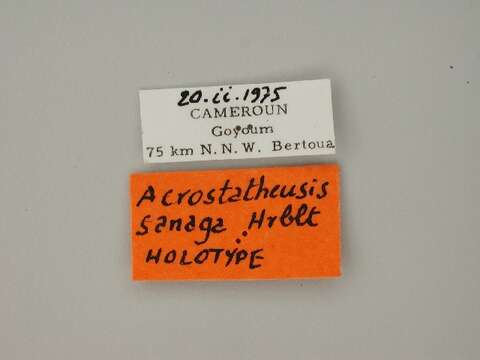 Image de Acrostatheusis sanaga Herbulot 1991