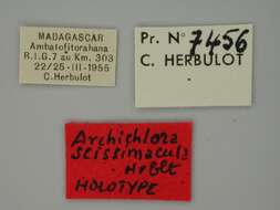 Image of <i>Archichlora scissimacula</i> Herbulot 2000