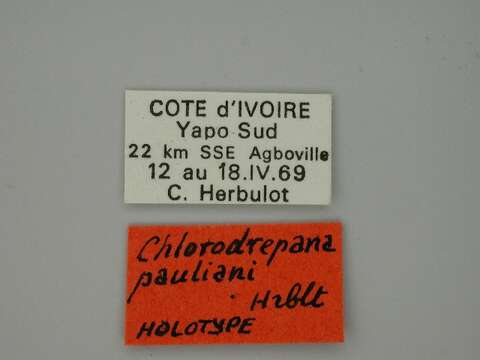 Image of Chlorodrepana pauliani Herbulot 1972