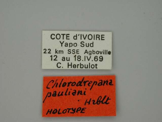 Image of Chlorodrepana pauliani Herbulot 1972