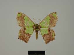 Image of Agathia malgassa Herbulot 1978