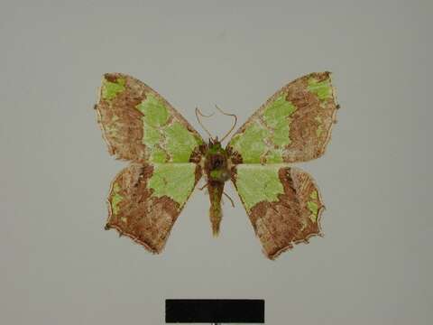 Image of Agathia