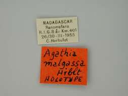 Image of Agathia malgassa Herbulot 1978
