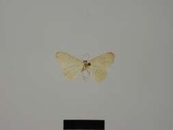 Image de Idaea oberthuri Lucas 1917