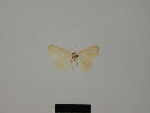 Image de Idaea oberthuri Lucas 1917