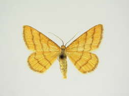 Image of Idaea aureolaria transylvanaria