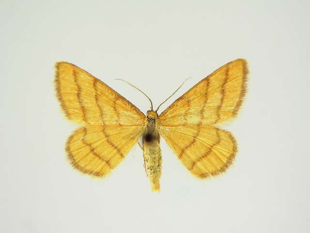 Image of Idaea aureolaria transylvanaria