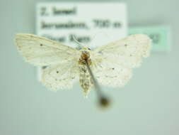 Image de Idaea allongata Staudinger 1898