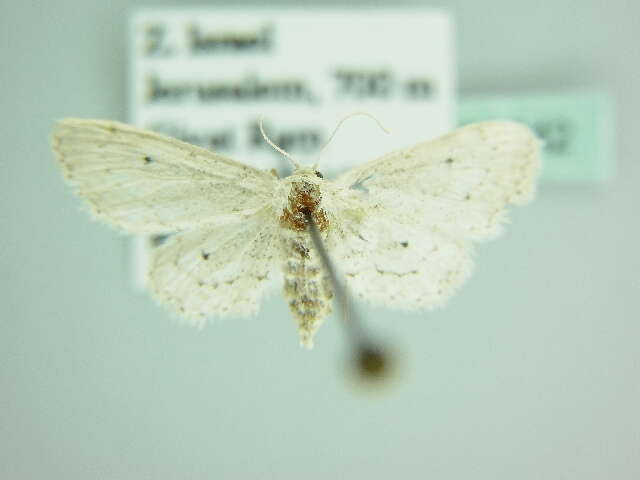 Image de Idaea allongata Staudinger 1898