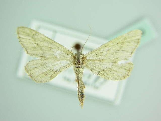 Image de Idaea allongata Staudinger 1898